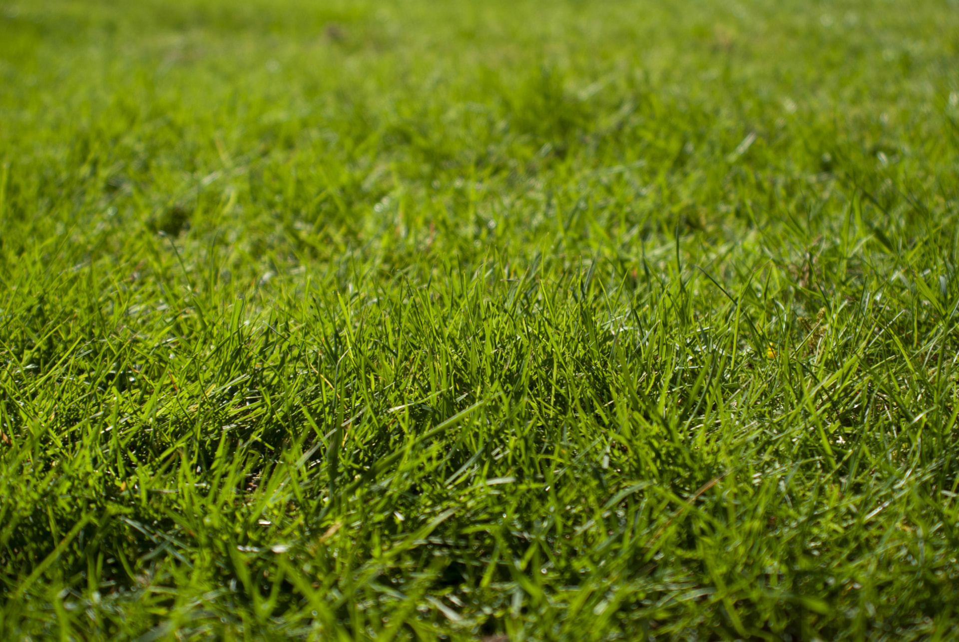 Freshly mowed green lawn